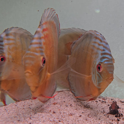 Disco Wild Green Tefé 9-12 cm