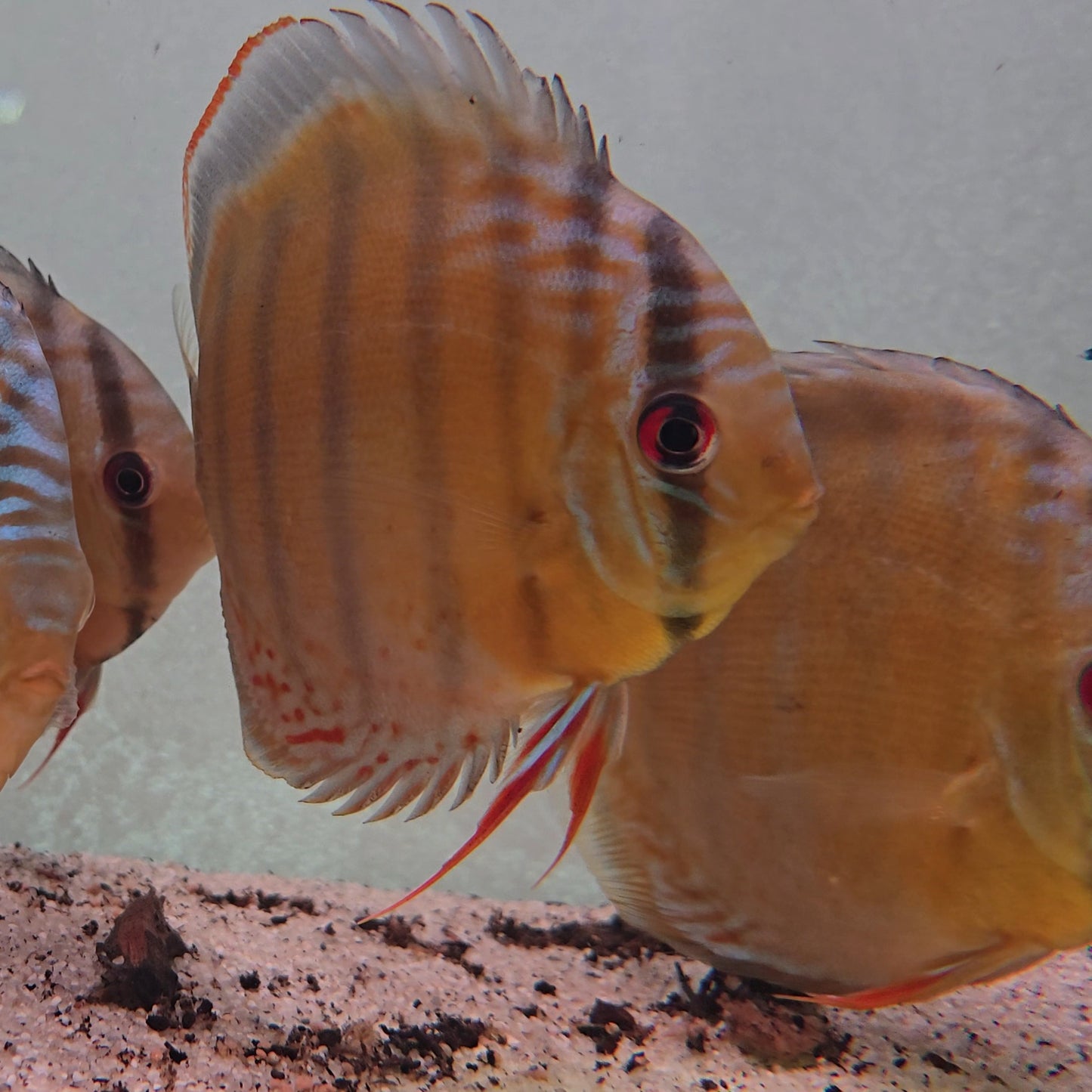 Disco Wild Green Tefé 9-12 cm