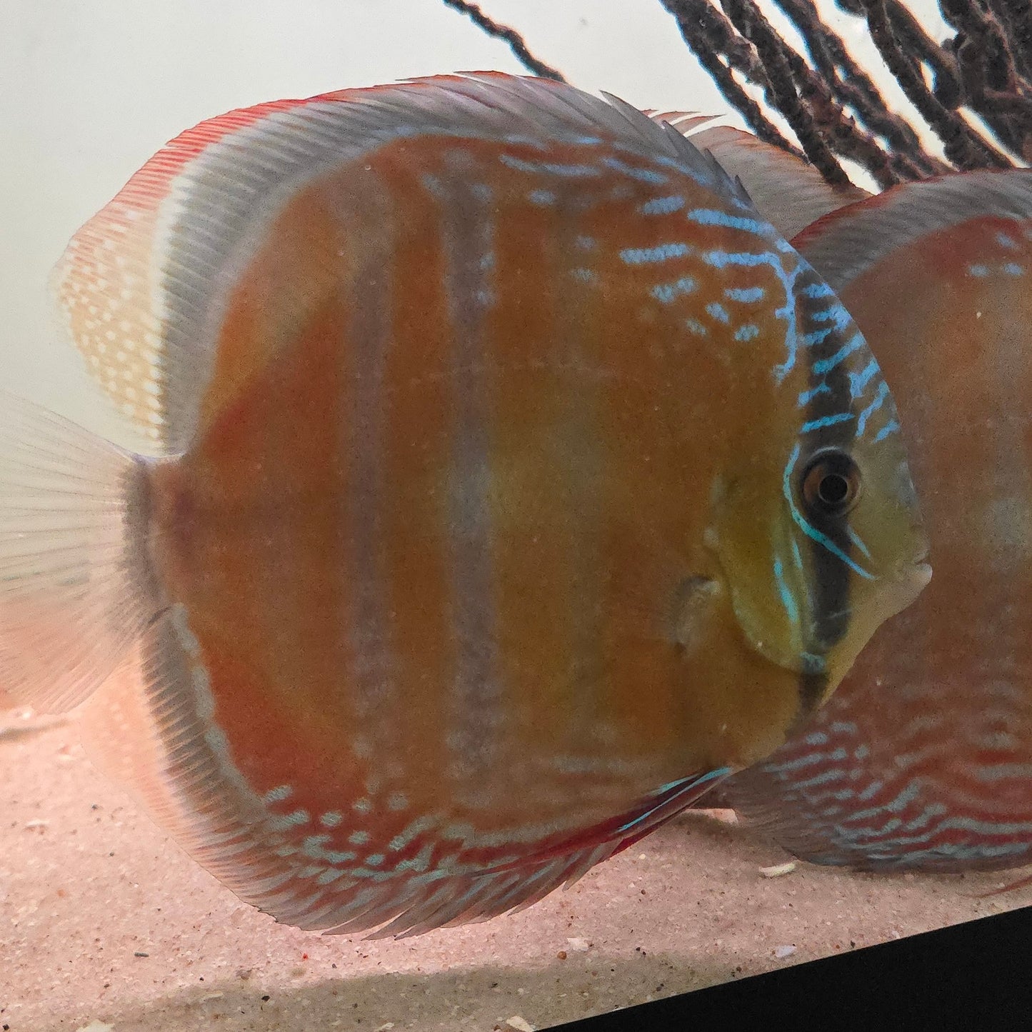 Symphysodon discus Red discus 14 - 16 cm  – Hudson Crizanto