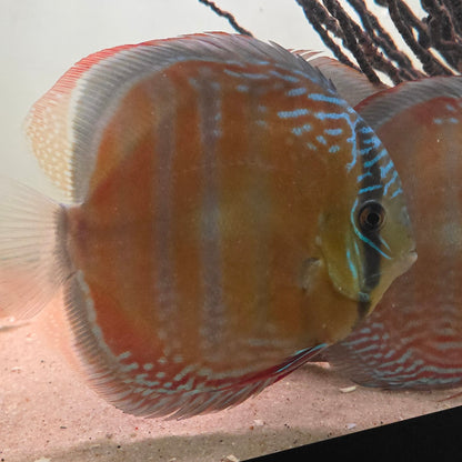 Symphysodon discus Red discus 14 - 16 cm  – Hudson Crizanto