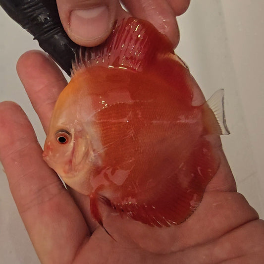 Disco Red Golden Diamond 9-12cm nº 10 - Winson Lau