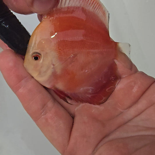 Disco Red Golden Diamond 9-12cm nº 13 - Winson Lau