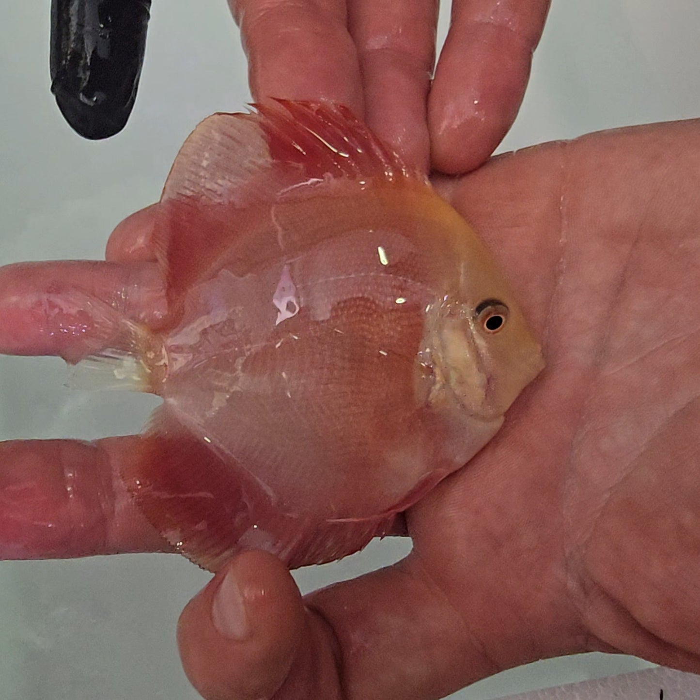 Disco Red Golden Diamond 9-12cm nº 14 - Winson Lau