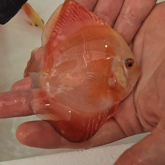 Disco Red Golden Diamond 9-12cm nº 9 - Winson Lau