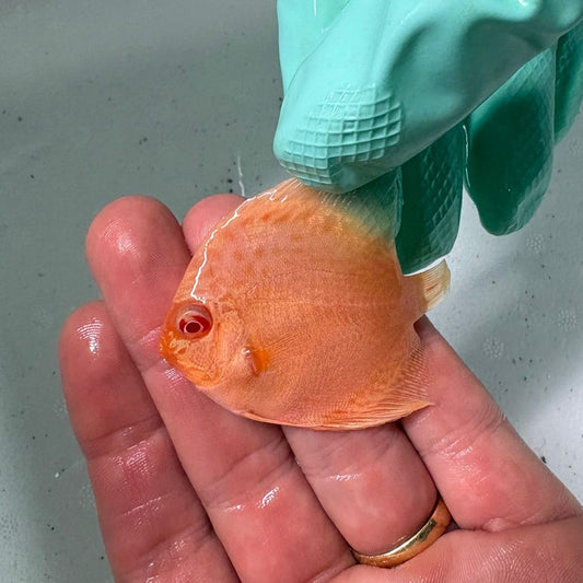 Disco Albino platinum Winson Lau 6 cm