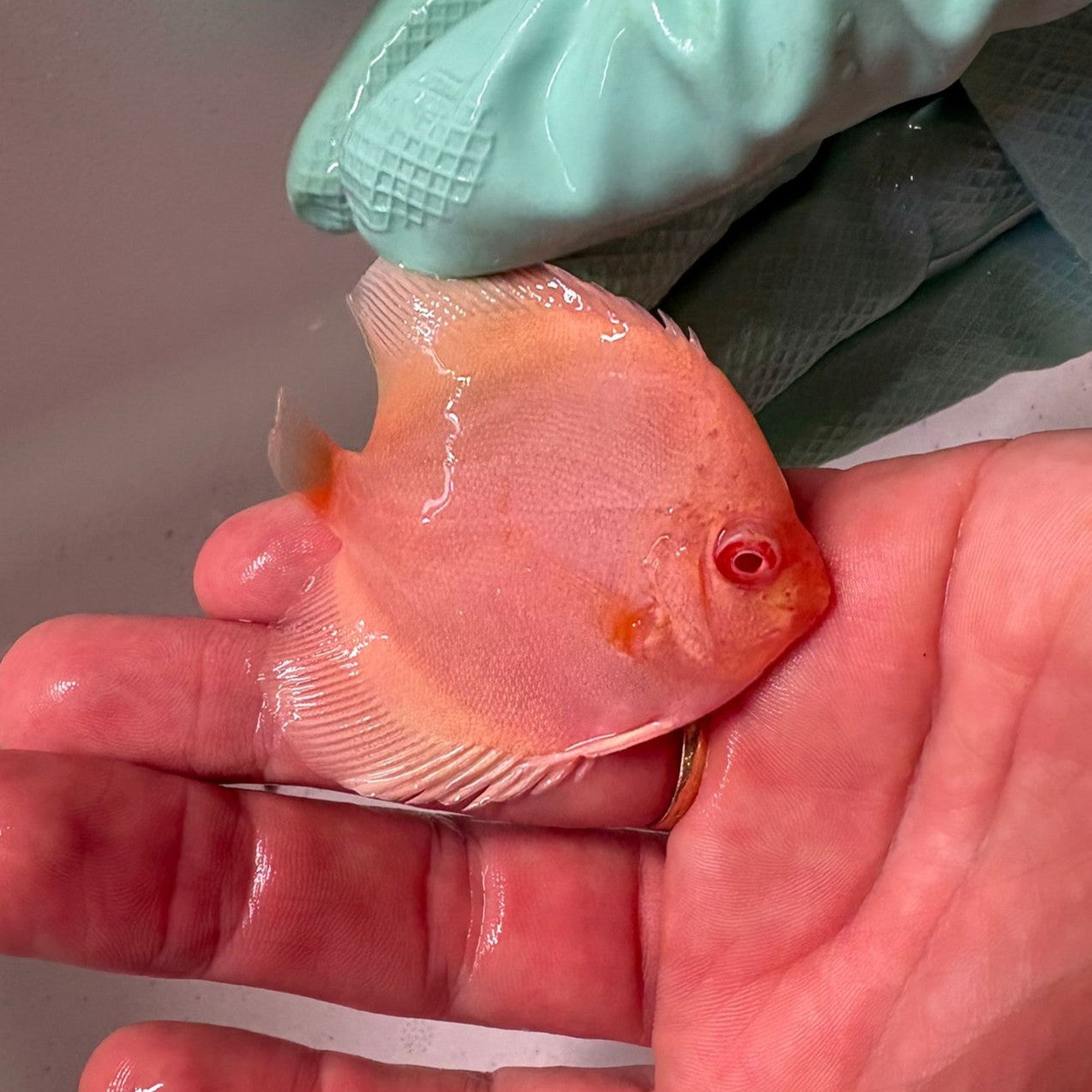 Disco Albino platinum Winson Lau 6 cm nº 2