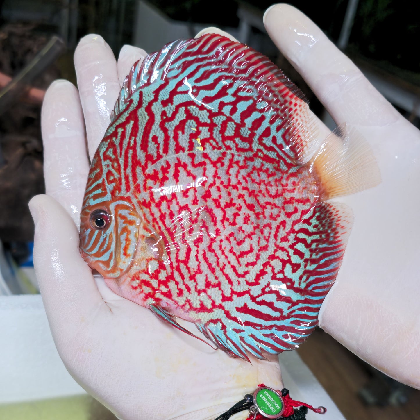 Disco Tiger Turquoise talla 14cm Jackon Keong | Ejemplar 4