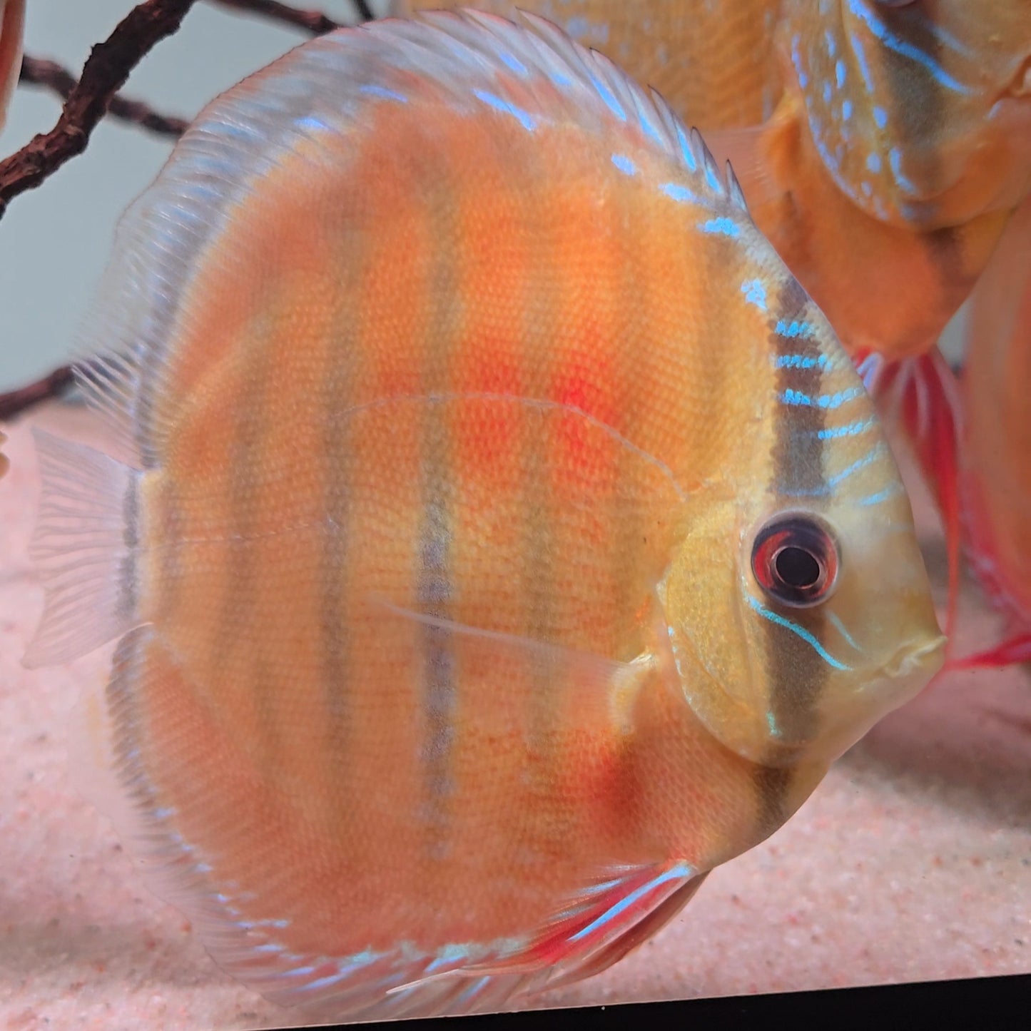Symphysodon discus alenquer red cuipeua 12-14 cm nº 10 - Hudson Crizanto