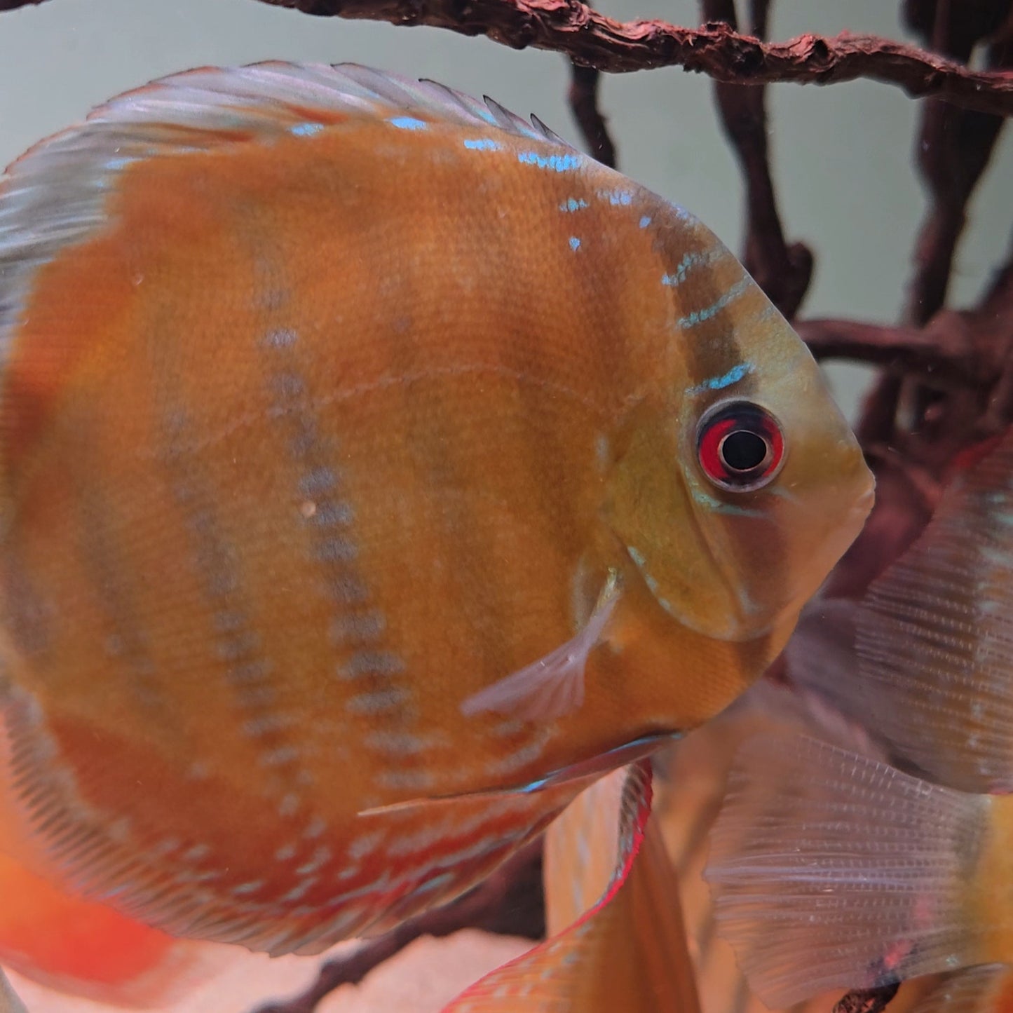 Symphysodon discus alenquer red cuipeua 12-14 cm nº 10 - Hudson Crizanto