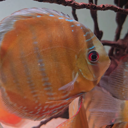 Symphysodon discus alenquer red cuipeua 12-14 cm nº 10 - Hudson Crizanto