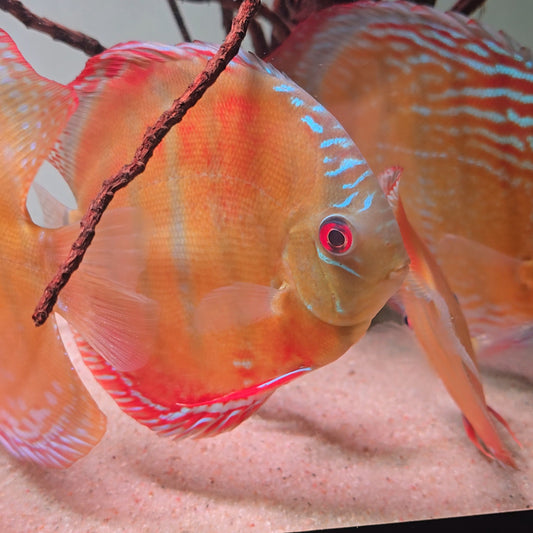 Symphysodon discus alenquer red cuipeua 12-14 cm nº1 - Hudson Crizanto