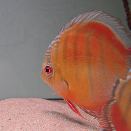 Symphysodon discus alenquer red cuipeua 12-14 cm nº 2 - Hudson Crizanto