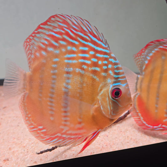 Symphysodon discus alenquer red cuipeua 12-14 cm nº 2 - Hudson Crizanto