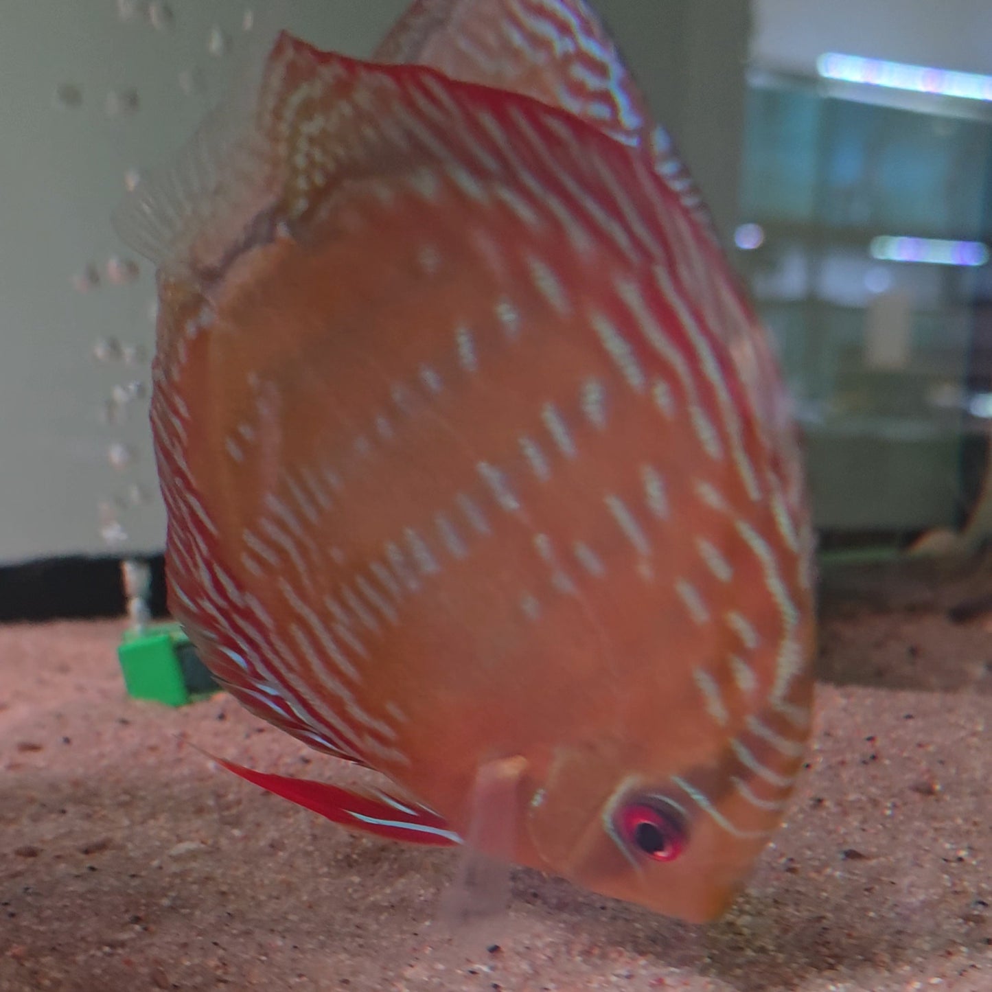Symphysodon discus alenquer red cuipeua 12-14 cm nº 10 - Hudson Crizanto