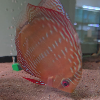 Symphysodon discus alenquer red cuipeua 12-14 cm nº 10 - Hudson Crizanto