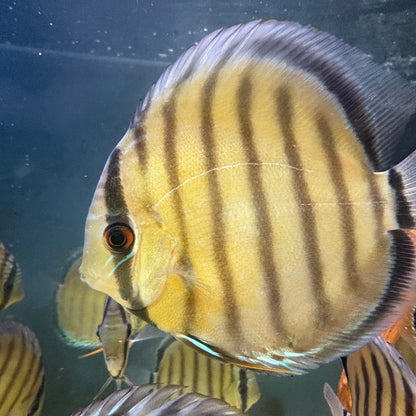 Discus tefe | Symphysodom aequifasciata talla 14cm