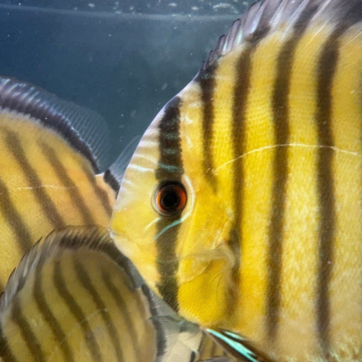Discus tefe | Symphysodom aequifasciata talla 14cm