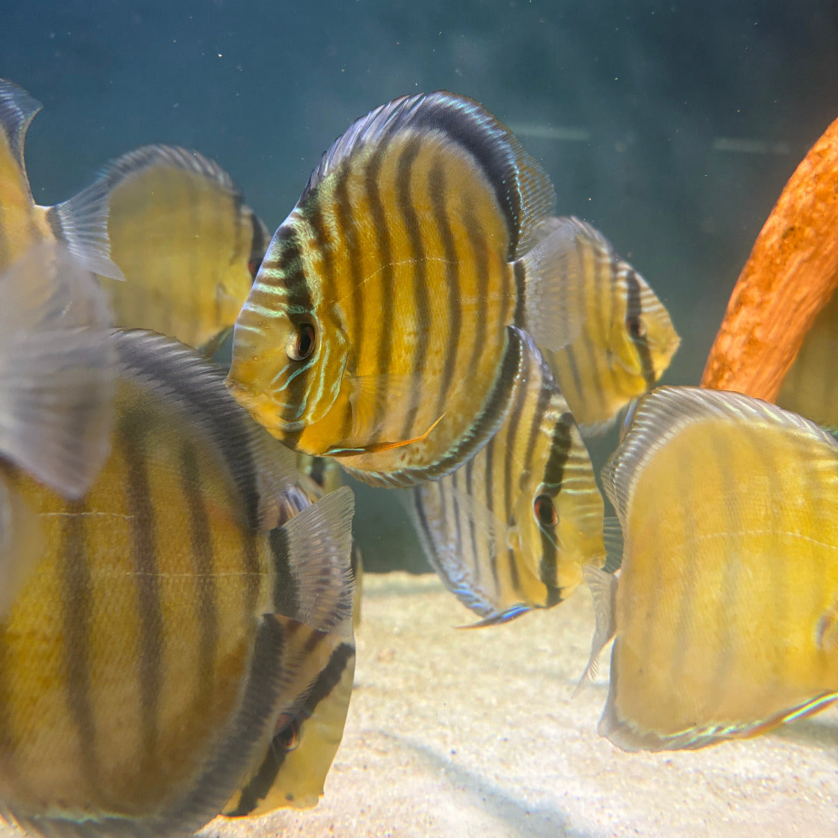 Discus tefe | Symphysodom aequifasciata talla 14cm