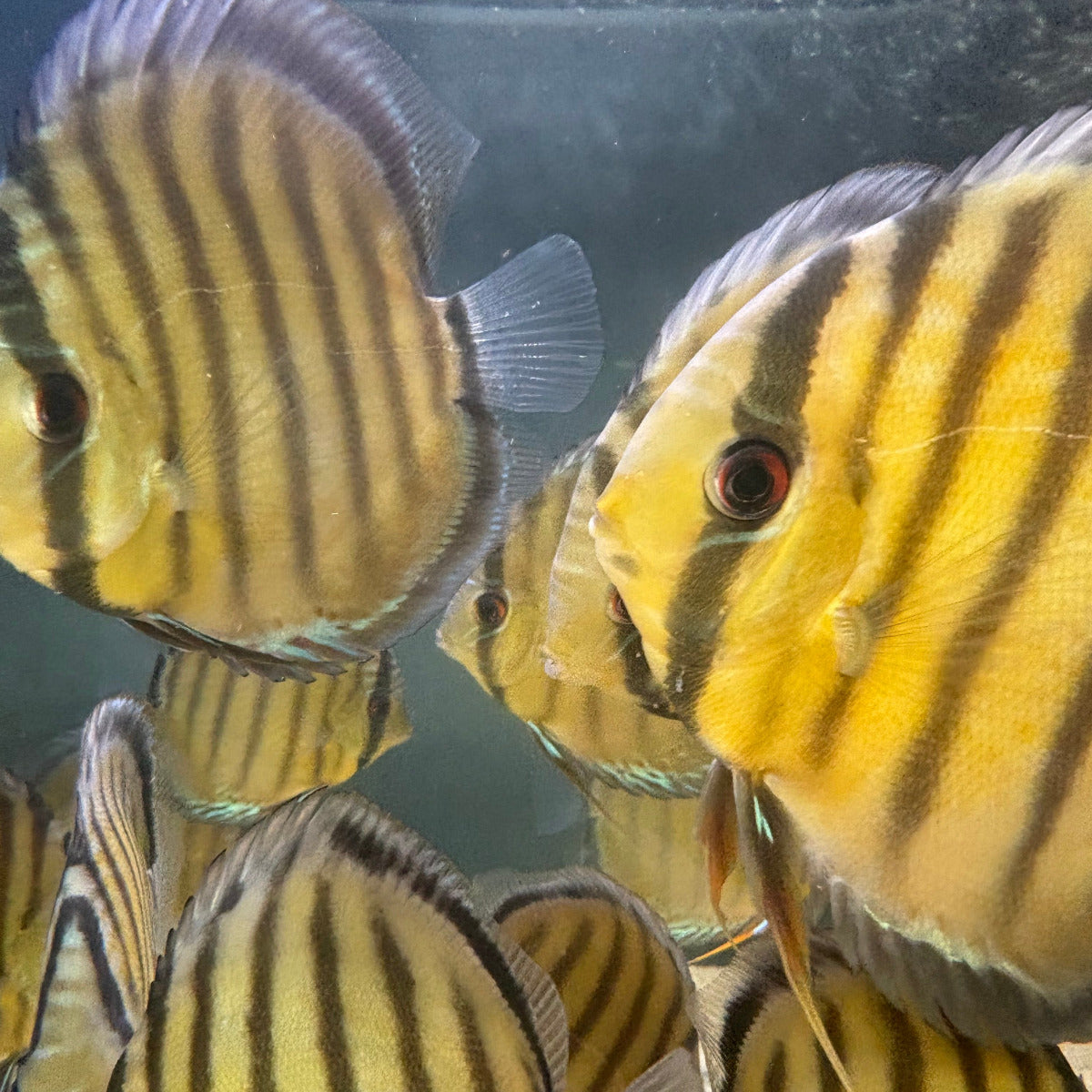 Discus tefe | Symphysodom aequifasciata talla 14cm