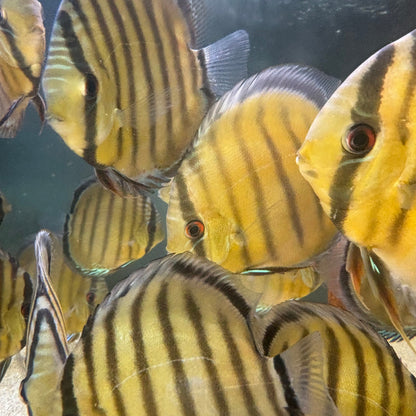 Discus tefe | Symphysodom aequifasciata talla 14cm