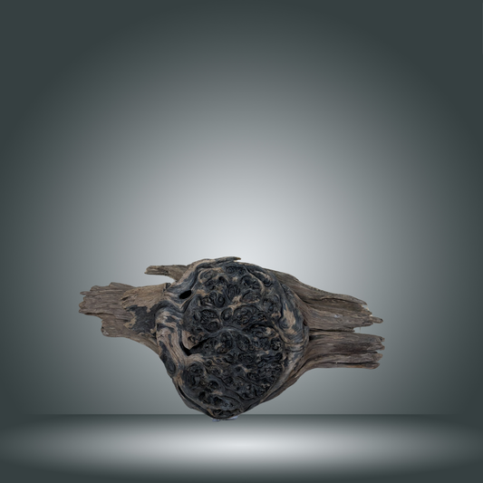 Dragon wood pieza 24F - 004