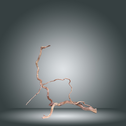 Rama Snake 13E - 009 aprox. 60/80cm