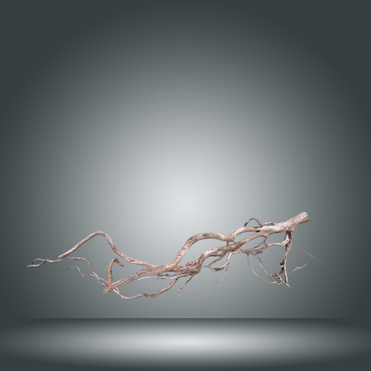 Rama Snake 13E - 011 aprox. 80/100cm