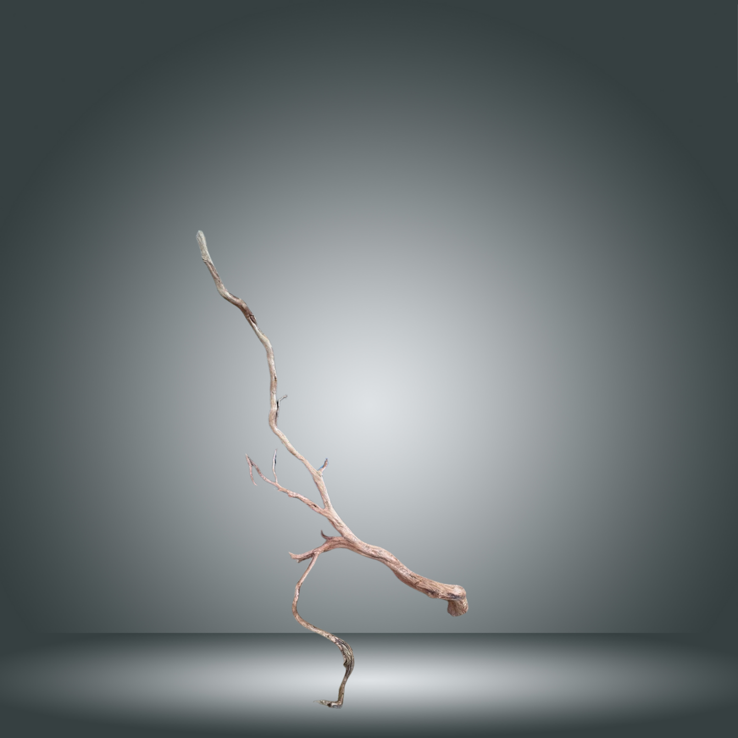 Rama Snake 13E - 012 aprox. 60/80cm