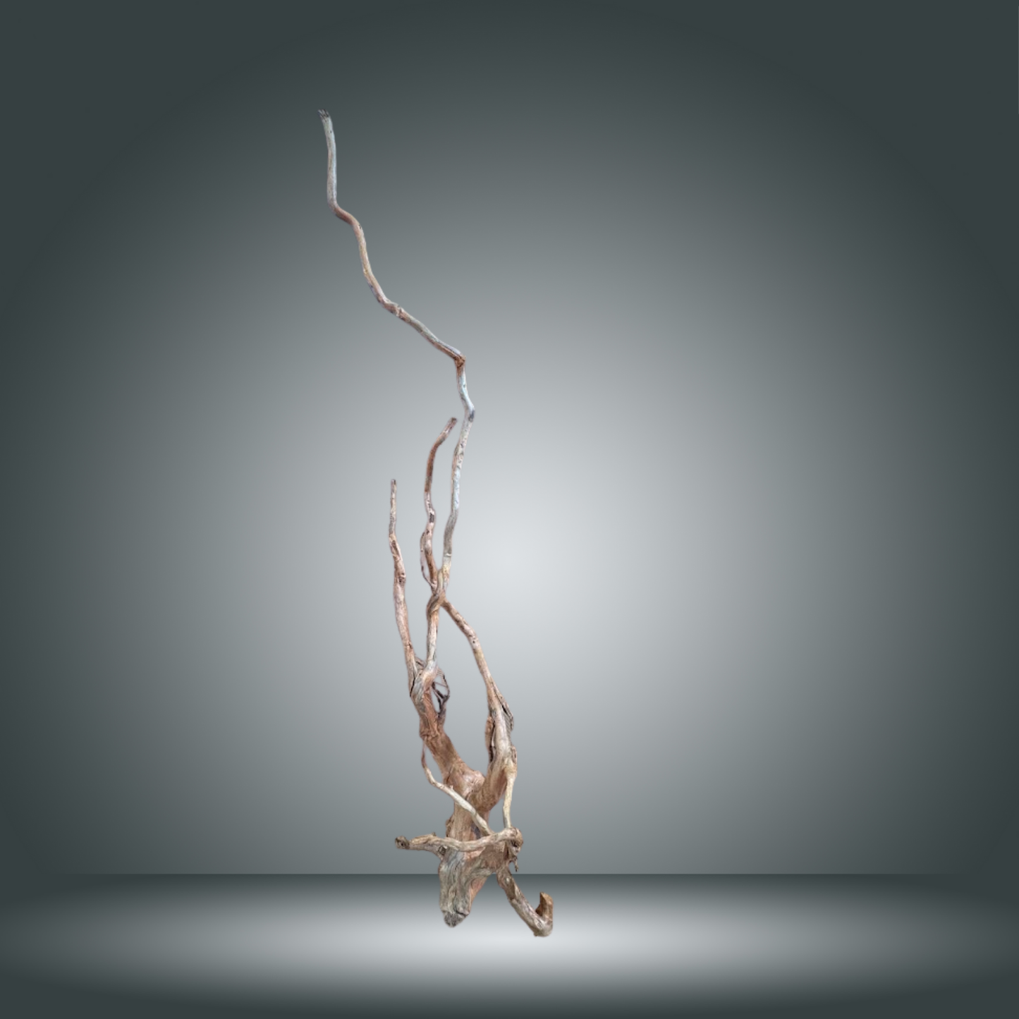 Rama Snake 13E - 015 aprox. 80/100cm