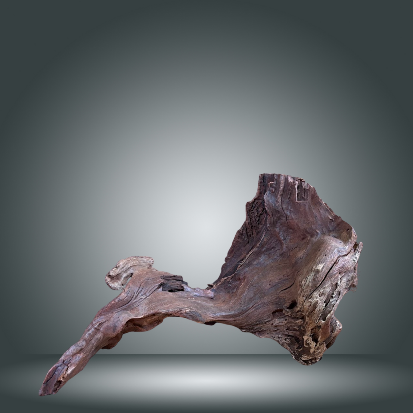 Driftwood 13E - 024 aprox. 80/100cm