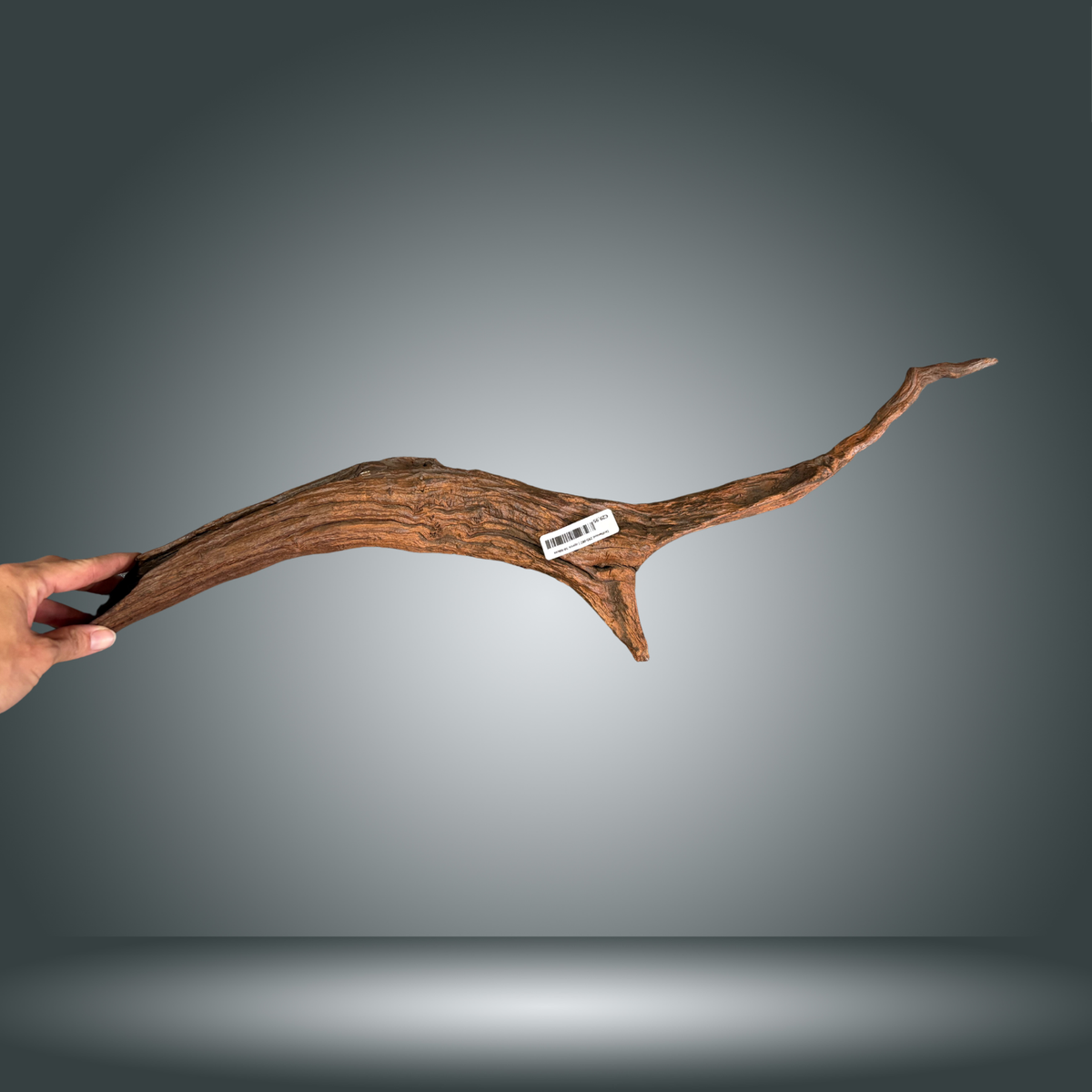 Driftwood 29S-002 | aprox 50-60cm