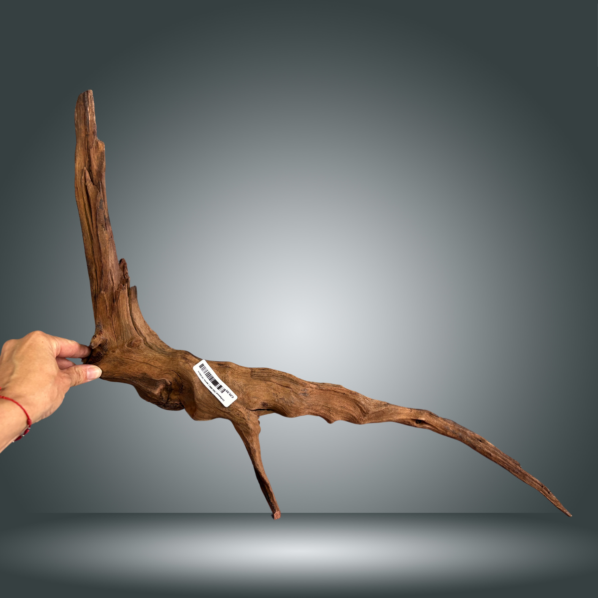 Driftwood 29S-006 | aprox 50-60cm