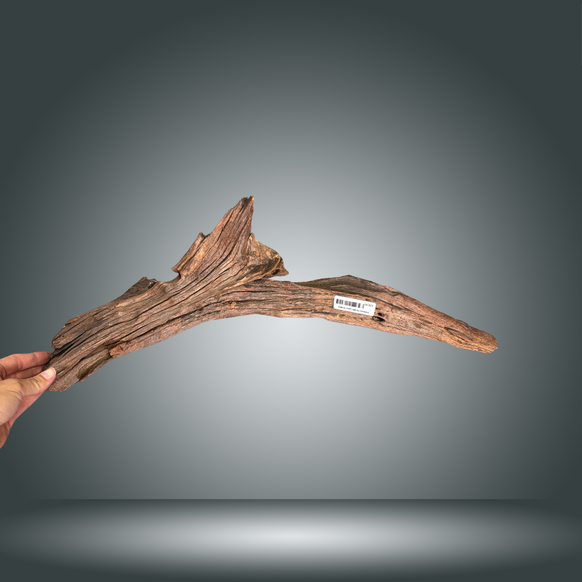 Driftwood 29S-008 | aprox 50-60cm