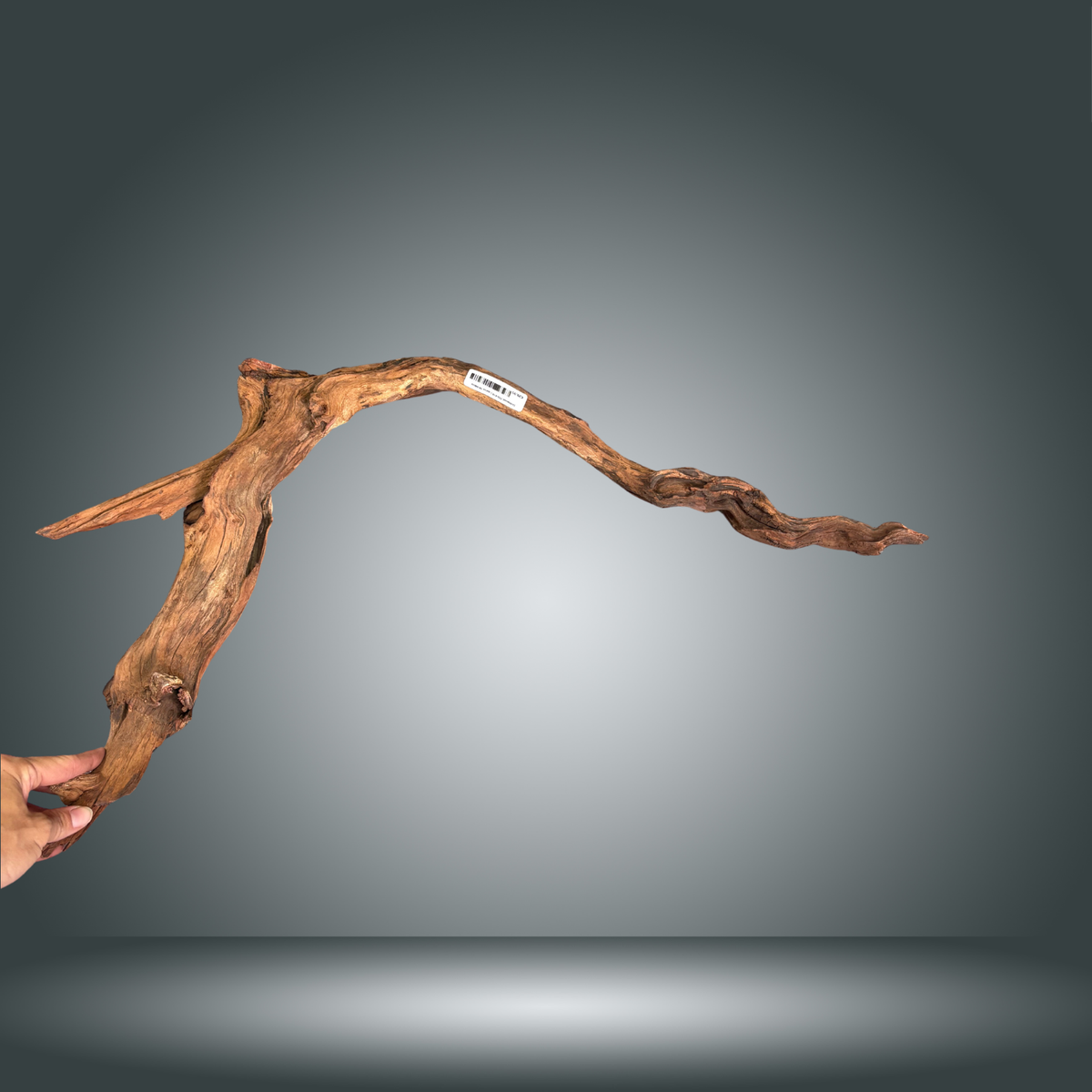Driftwood 29S-010 | aprox 50-60cm