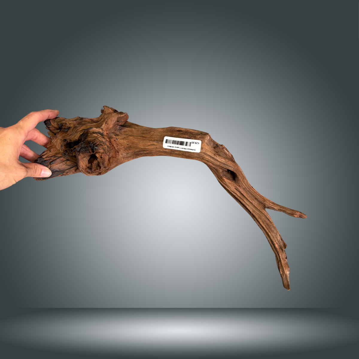 Driftwood 29S-011 | aprox 50-60cm