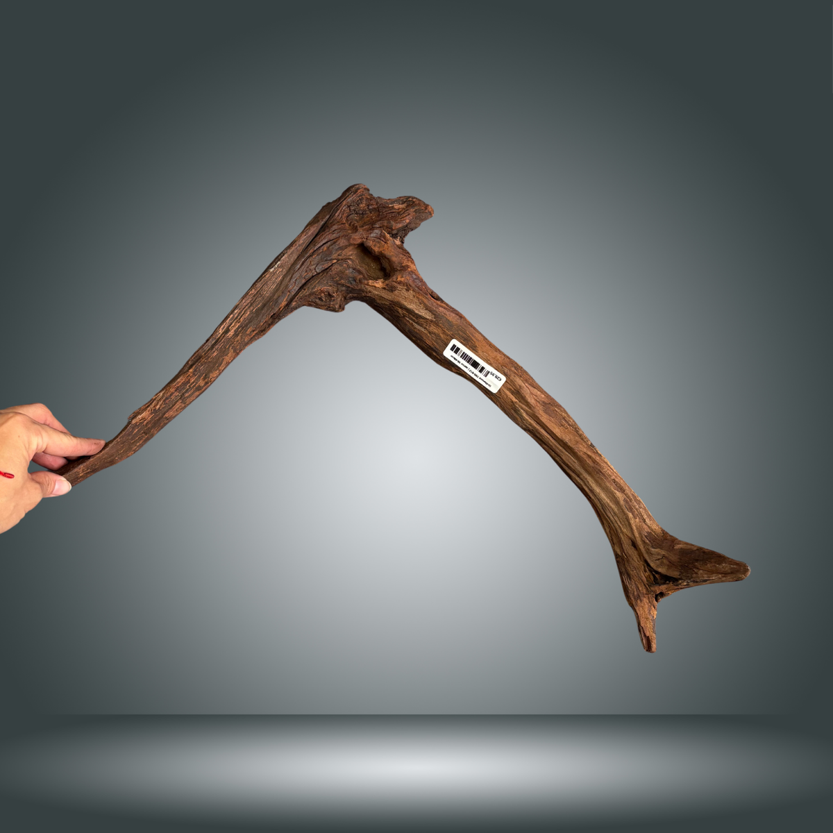 Driftwood 29S-012 | aprox 50-60cm