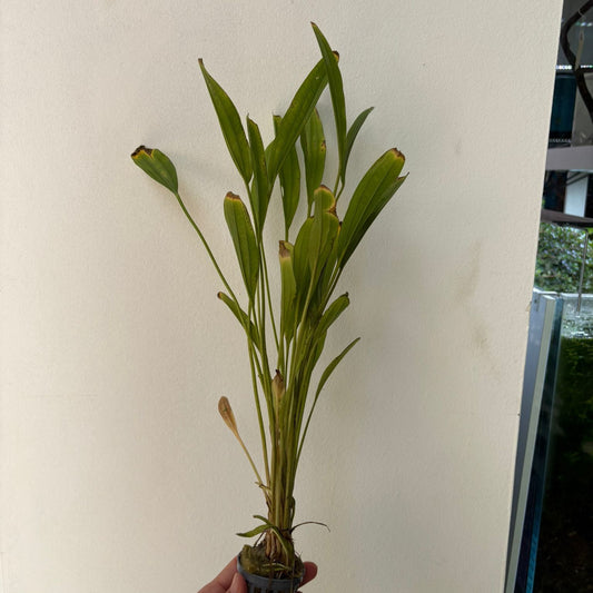 Echinodorus gold finger | oferta