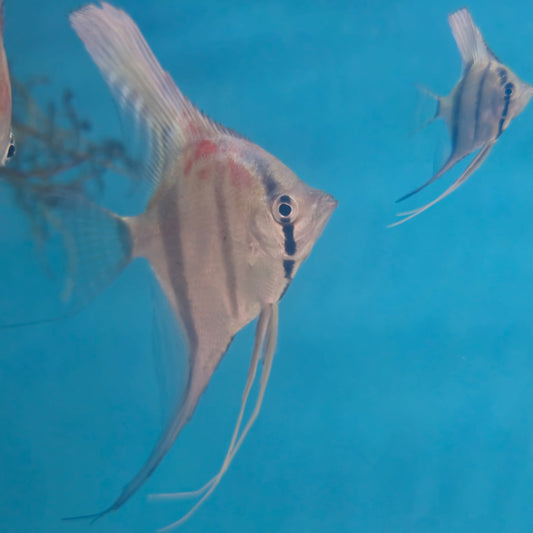 Pterophyllum Scalare Redback Manacapuru - talla md/lg