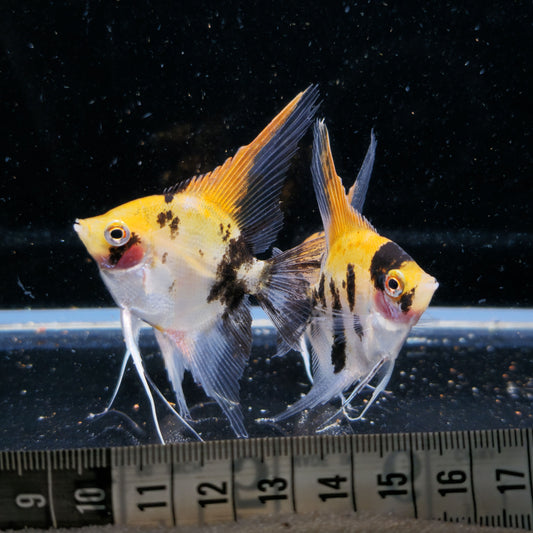 Escalar RED DEVIL br. talla md