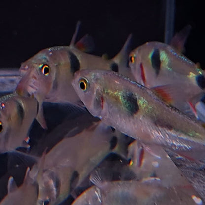 Exodon paradoxus 4-6cm