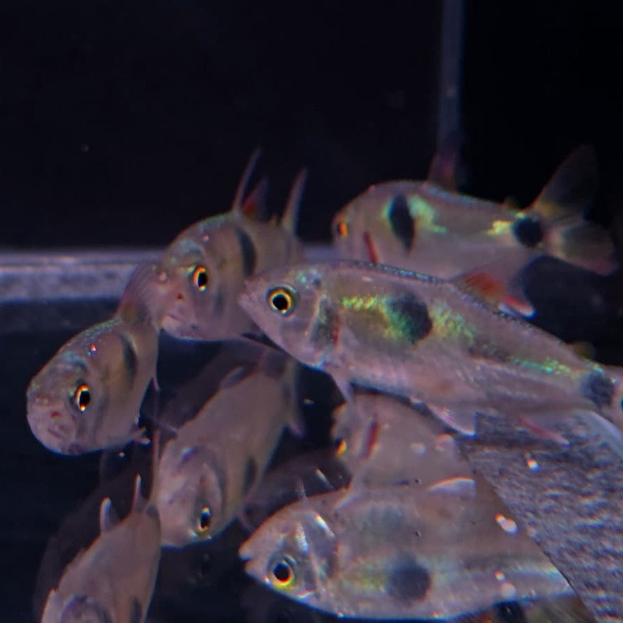 Exodon paradoxus 4-6cm