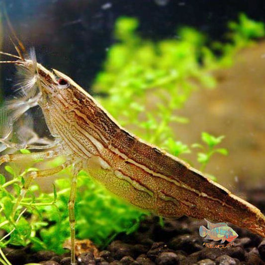 Atyopsis Moluccensis | filter-feeding shrimp