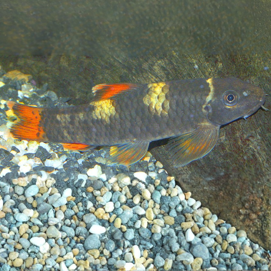 Garra flavatra talla 2,5-3cm