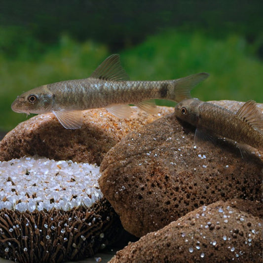 Garra Rufa talla 2,5-3cm