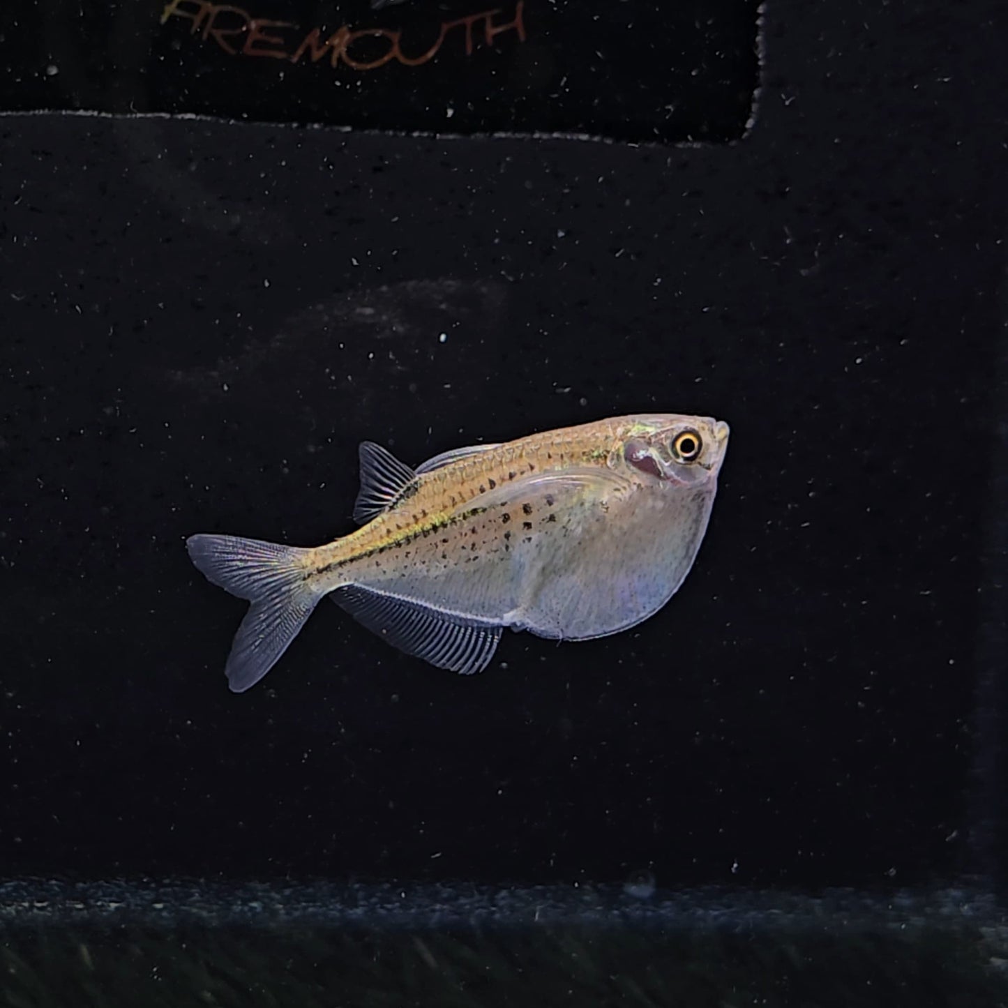 Gasteropelecus maculatus show