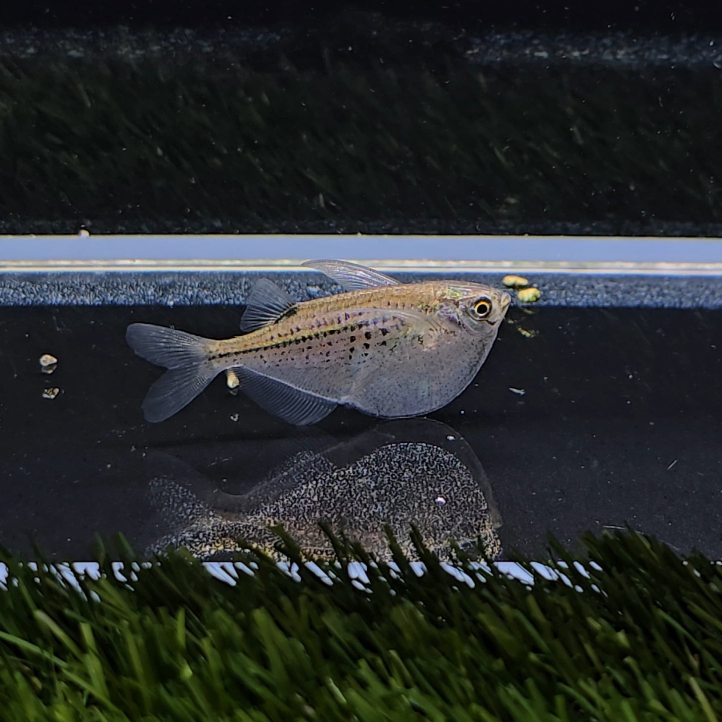 Gasteropelecus maculatus show