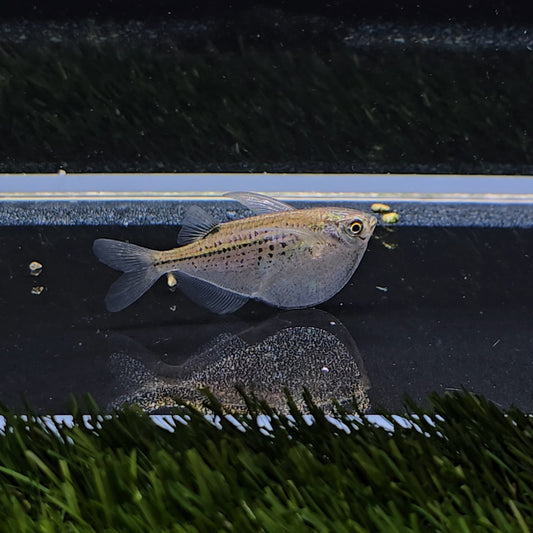 Gasteropelecus maculatus show