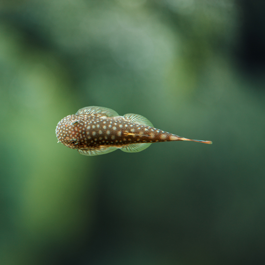 Gastromyzon Punctulatus - Locha ventosa de Borneo