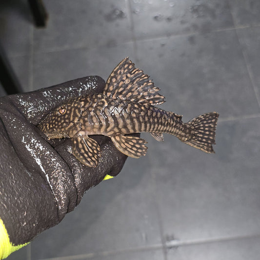 Pseudancistrus genisetiger Rare Ceara State Pleco 10-15 cm – Hudson Crizanto