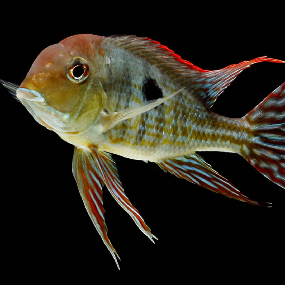 Geophagus pyrocephalus bred | peces agua dulce